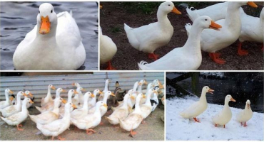 Jak chovat a chovat pekingské kachny doma